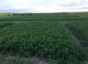 Haying and Grazing Late-Season Alfalfa Has Risks and Benefits